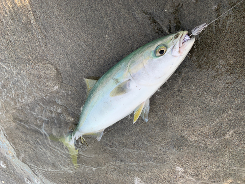 イナダの釣果