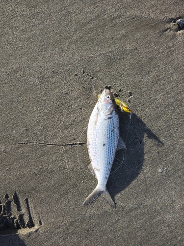 コノシロの釣果