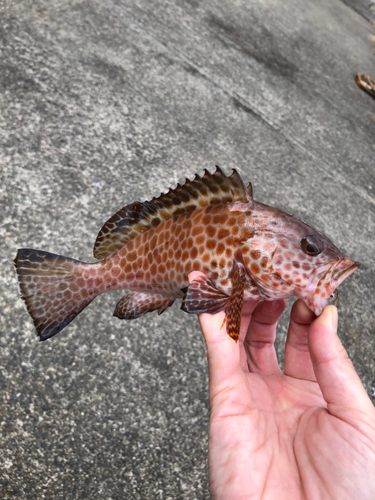 オオモンハタの釣果