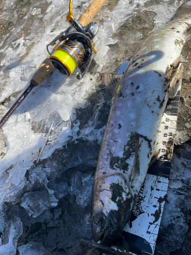 アメマスの釣果