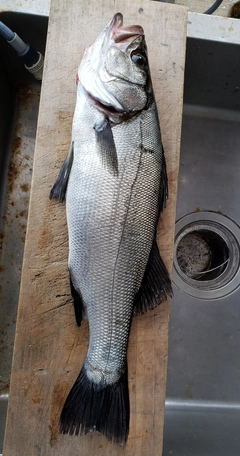 ヒラスズキの釣果