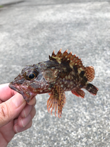 カサゴの釣果