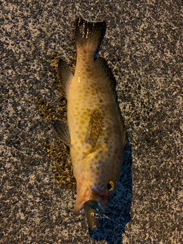 オオモンハタの釣果