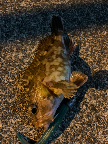 カサゴの釣果