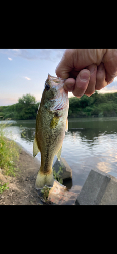 ラージマウスバスの釣果