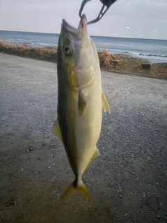 イナダの釣果