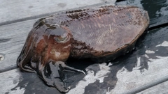コウイカの釣果