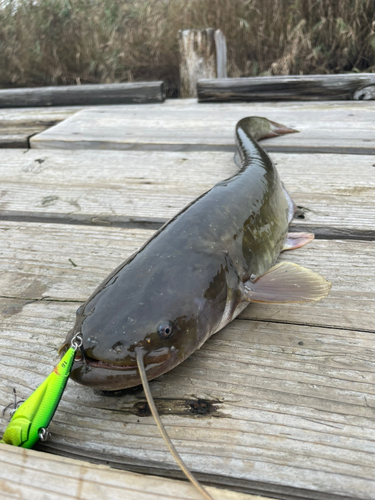 ナマズの釣果