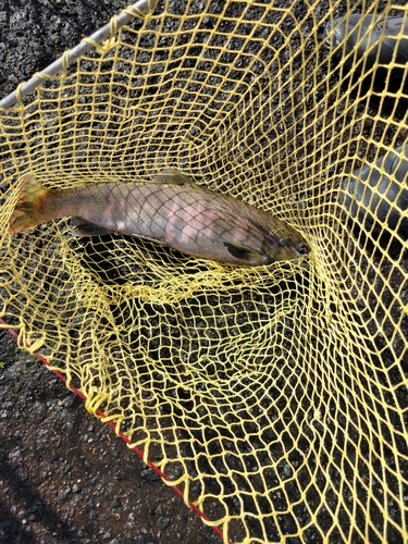 ビワマスの釣果