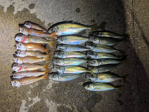 マアジの釣果