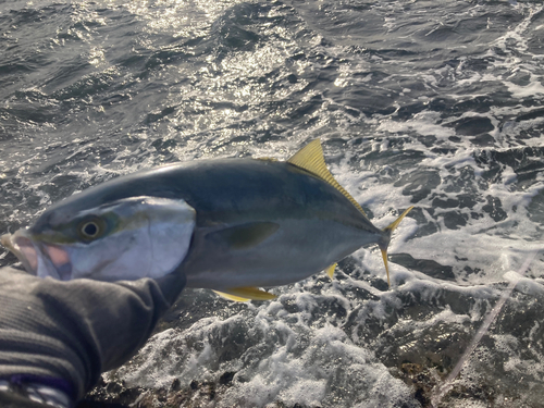 ワカシの釣果