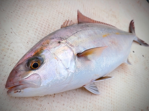 ショゴの釣果