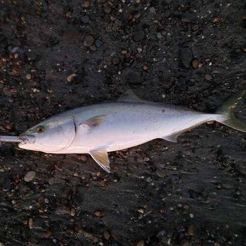 ワラサの釣果