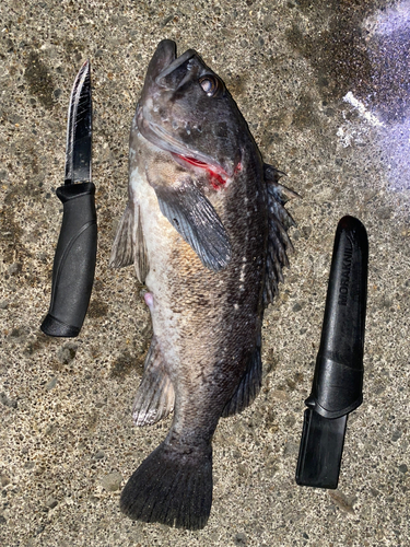 クロソイの釣果