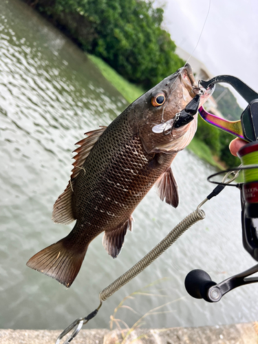 ゴマフエダイの釣果