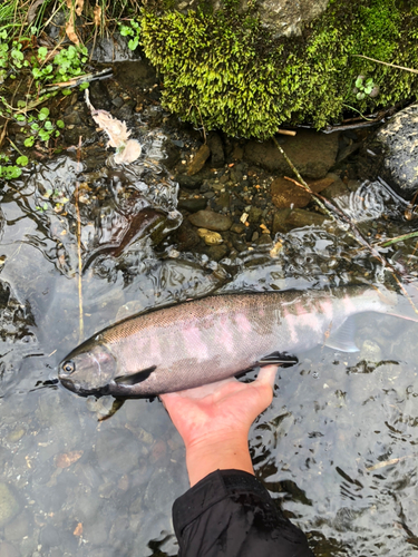 ビワマスの釣果