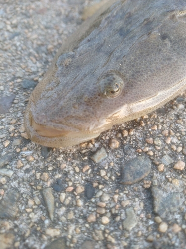 マゴチの釣果