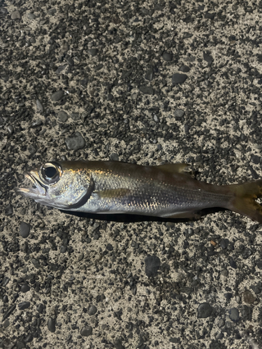 クロムツの釣果