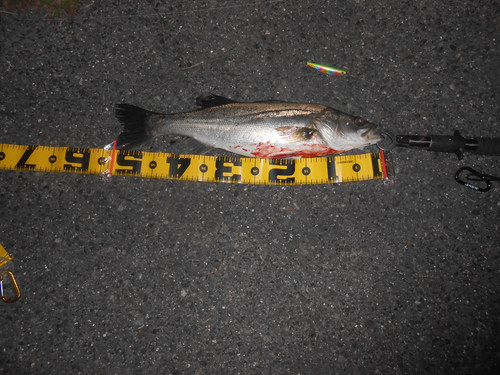 シーバスの釣果