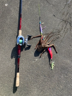 タコの釣果