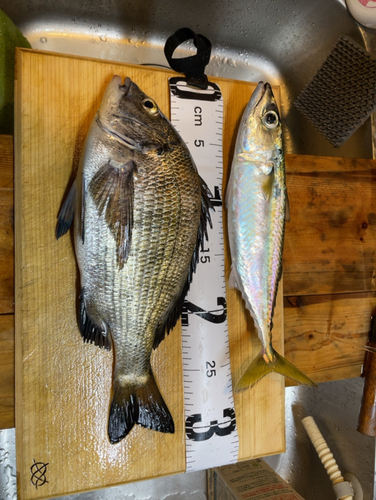 クロダイの釣果