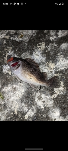 クロソイの釣果