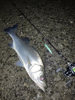 シーバスの釣果