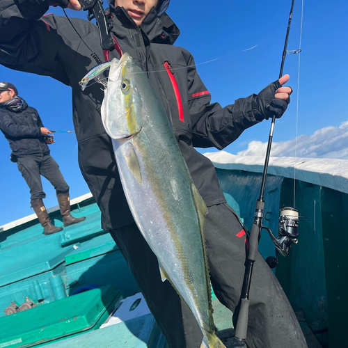 ブリの釣果