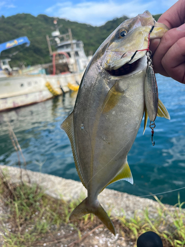 ネイリの釣果