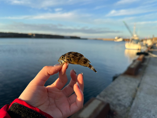 クロソイの釣果