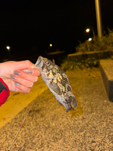 クロソイの釣果