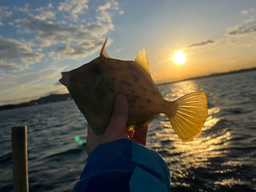 カワハギの釣果