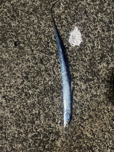 タチウオの釣果