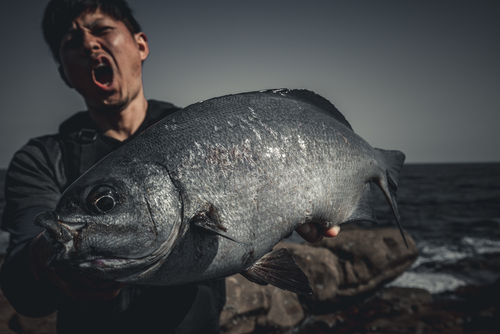 イスズミの釣果