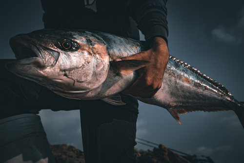 ヒラマサの釣果