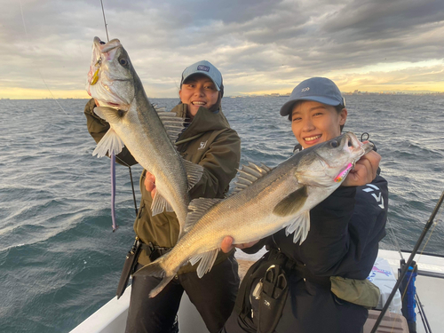 シーバスの釣果