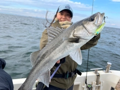 シーバスの釣果