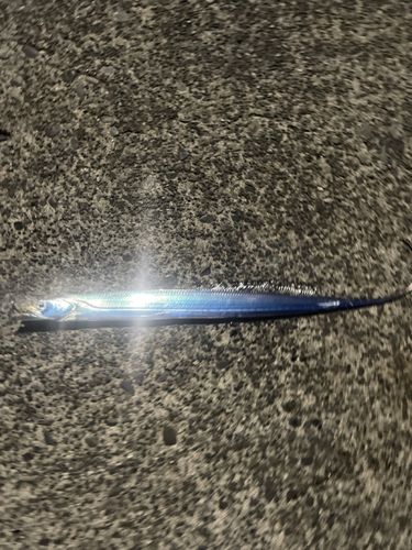 タチウオの釣果