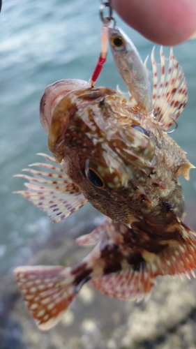 アラカブの釣果