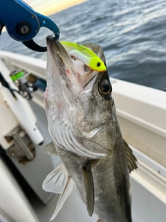 シーバスの釣果