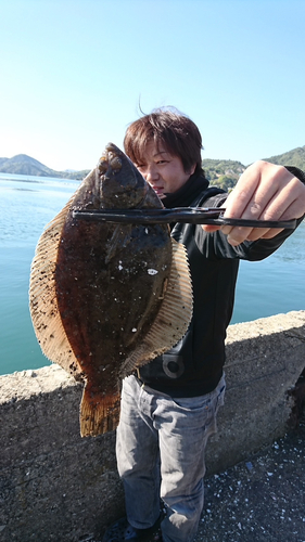 カレイの釣果