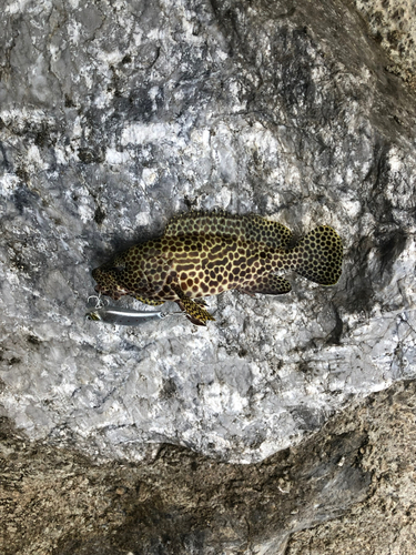 カンモンハタの釣果