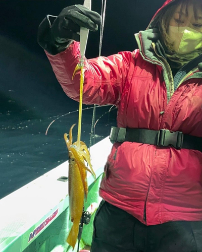 ヤリイカの釣果