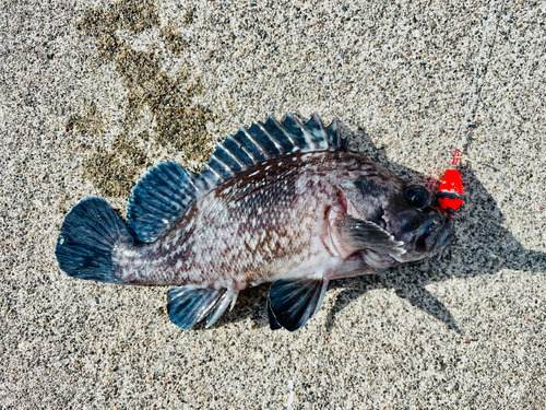 マゾイの釣果