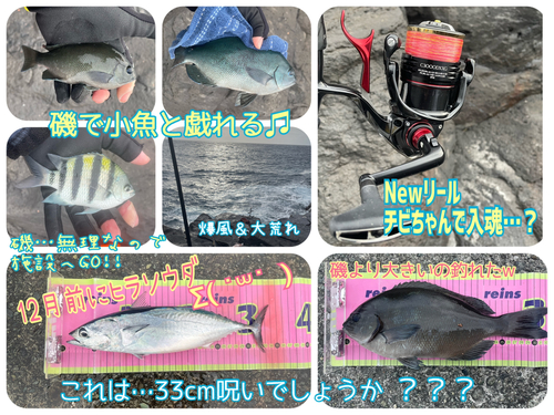 メジナの釣果