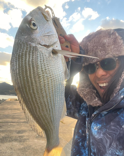 ヘダイの釣果