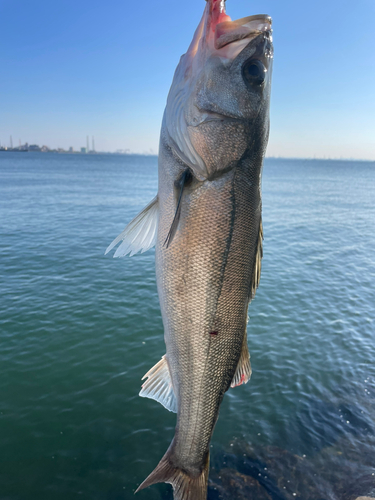 スズキの釣果