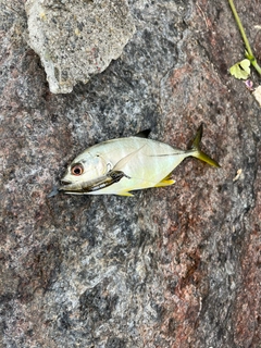 メッキの釣果