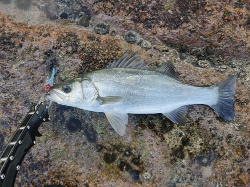 フッコ（ヒラスズキ）の釣果