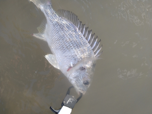 キビレの釣果